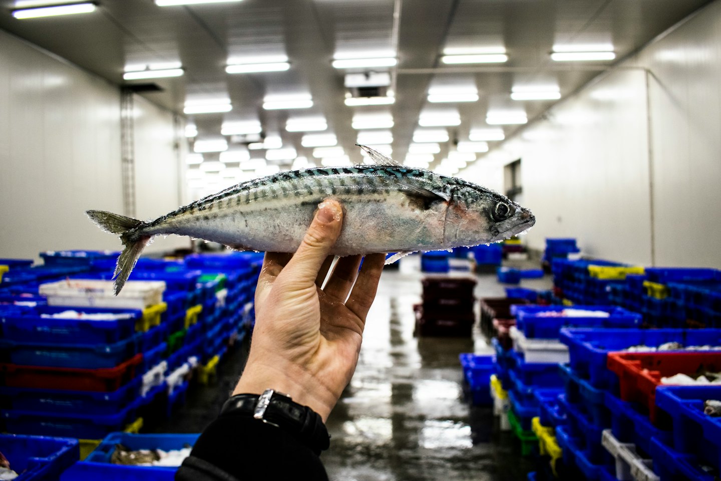 Hand holding a freshly caught icy mackerel in a cold storage facility.