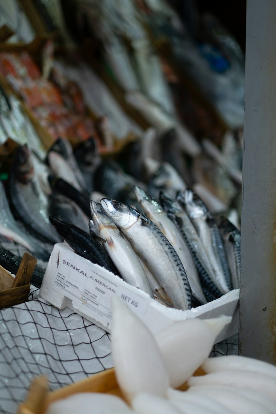 Fresh silver mackerel displayed on a bed of ice.
