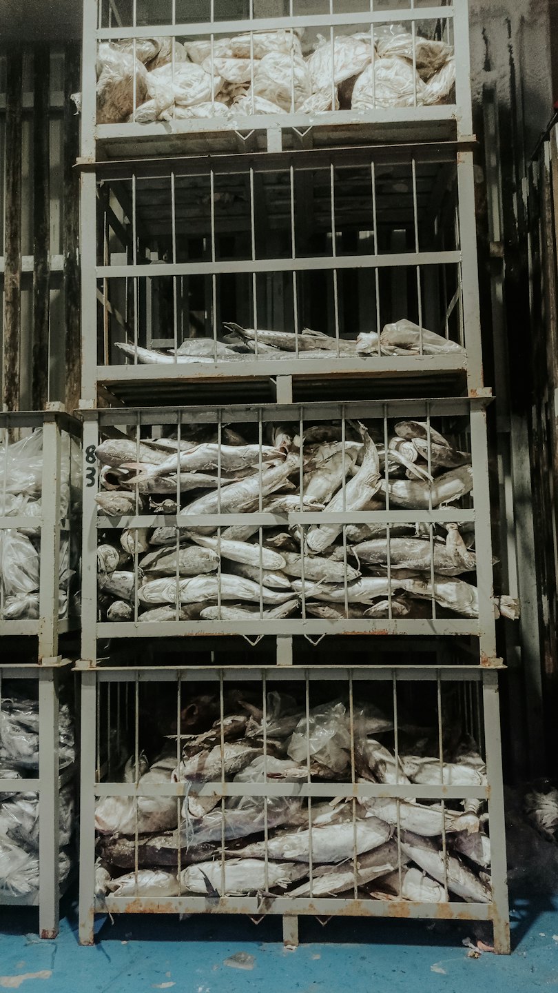 Frozen fish stored in stacked grey metal industrial crates.